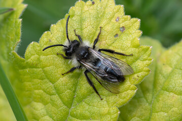 Close up of an ashy mining bee (andrena cineraria) on a leaf in a meadow