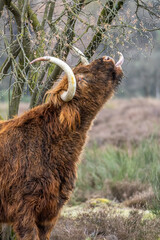 A dark brown Scottish highlander cow eating a tree the meadows of the Bussemerheide. 