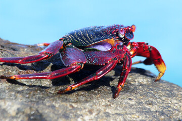 rote_Klippenkrabbe