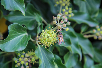 Efeu, eine Kletterpflanze mit Blütenständen.