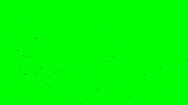 looped mass of black ravens on green screen