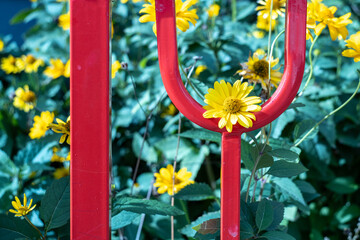 metal red fence on the element of which there is a yellow flower