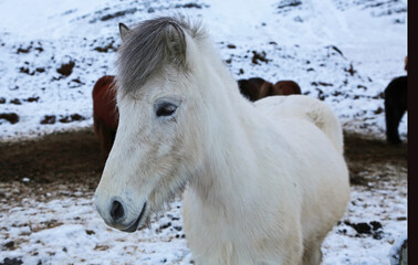 Obraz na płótnie Canvas White icelandic horse, Iceland