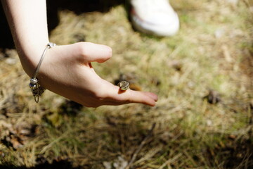 Eine echte Eidechse auf der Hand