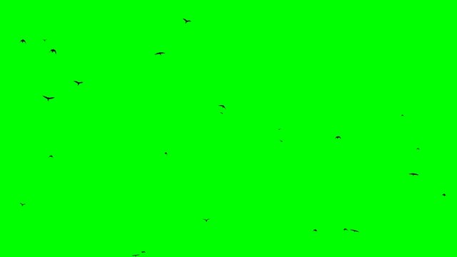 a crowd of feathered pests flies through the sky on a green screen looped