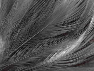 Beautiful abstract black feathers on white background and soft white feather texture on white texture pattern, dark theme wallpaper, gray feather background, gray banners, white gradient