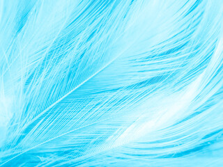 Fototapeta na wymiar Beautiful abstract blue feathers on white background, white feather texture and blue background, feather wallpaper, blue texture banners, love theme, valentines day , gray gradient
