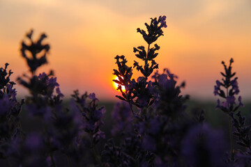Fragrant lavender field in the sunset sunbeams. Summer time.