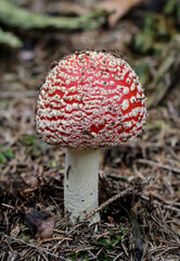 Portrait eines Fliegenpilz. Wunderschön aber doch sehr giftig.