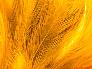 Beautiful abstract white and brown feathers on white background and soft yellow feather texture on white pattern and yellow background, feather background, gold feathers banners, brown texture