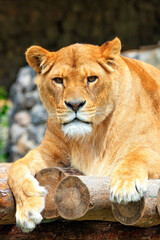 Plakat Portrait of a lioness resting on a deck of wooden logs.