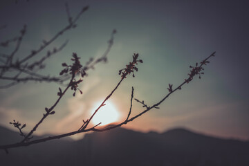 Sunset Fleurs Gerde 3