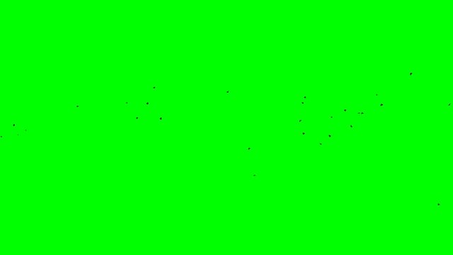 screensaver of black birds isolated looped green screen