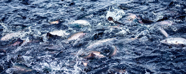 Banner rainbow trout goes on spawning in river of fish farm - obrazy, fototapety, plakaty