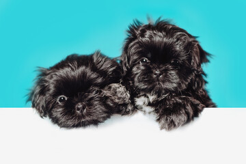 Cute black shih tzu puppy dog pug above banner look down with copy space for label on blue background, Mockup template.