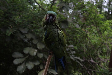 A parrot 2