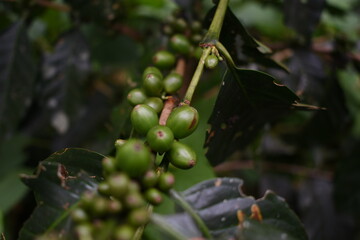 Grano verde de café