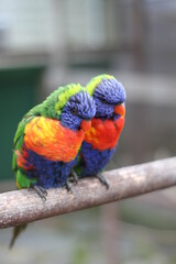 rainbow lorikeet parrot