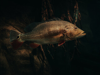 Fish © Anna