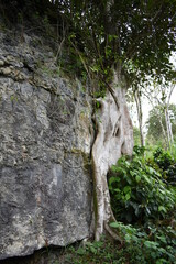 Árbol y roca inseparables