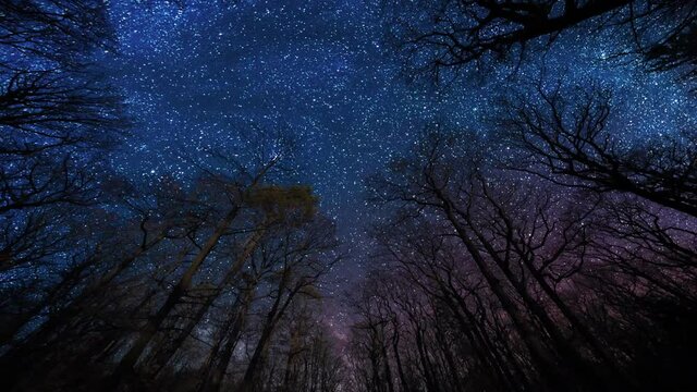 A dark blue starlit sky above the forest. Old tall trees reaching up, leafless branches stretching to the starry sky above. Millions of stars shining brightly as Earth is hurtling through space.