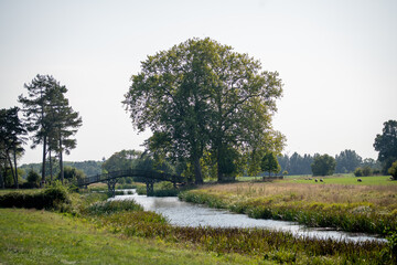 Fototapeta premium trees and river in the field