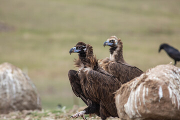 Cinereous Vulture, (Aegypius monachus) in its natural habitat. Wildlife.