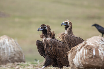 Cinereous Vulture, (Aegypius monachus) in its natural habitat. Wildlife.