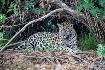 Ruhender Jaguar in der Seitenansicht im Dschungel des brasilianischen Pantanal