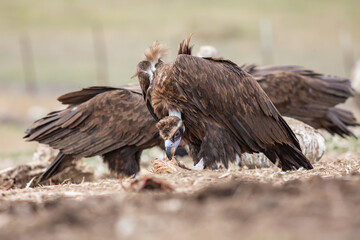 Cinereous Vulture, (Aegypius monachus) in its natural habitat. Wildlife.