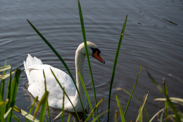 white swan on the lake