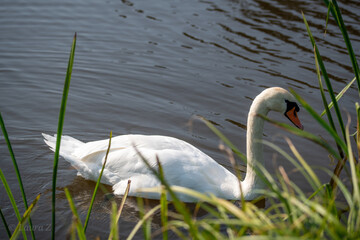 Obraz premium swan on the lake
