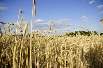 Reife Gerste, Getreide auf einem Feld