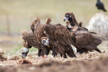 Cinereous Vulture, (Aegypius monachus) in its natural habitat. Wildlife.