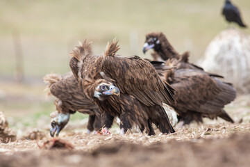 Cinereous Vulture, (Aegypius monachus) in its natural habitat. Wildlife.