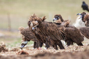 Cinereous Vulture, (Aegypius monachus) in its natural habitat. Wildlife.