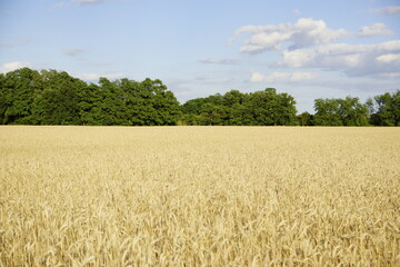 Getreidefeld vor dem Wald in Kahren bei Cottbus