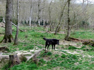 Naklejka premium loup