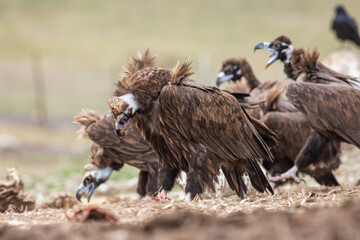 Cinereous Vulture, (Aegypius monachus) in its natural habitat. Wildlife.