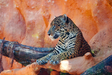 close up of a jaguar