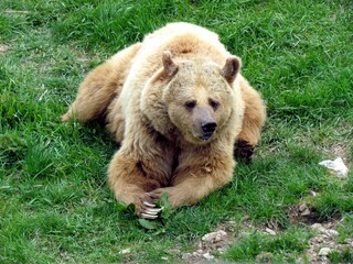 ours