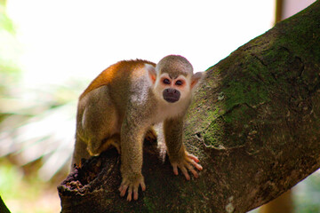 squirrel monkey on a tree