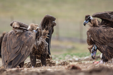 Cinereous Vulture, (Aegypius monachus) in its natural habitat. Wildlife.