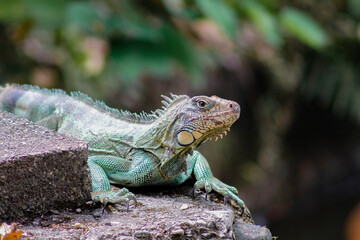iguana on a branch