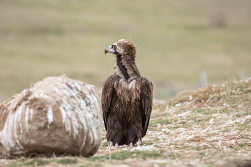 Cinereous Vulture, (Aegypius monachus) in its natural habitat. Wildlife.