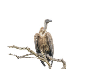 Big brown white-backed vulture or griffon bird only down feathers on the head and neck is sitting on dead dried tree branch and looking isolated on white background