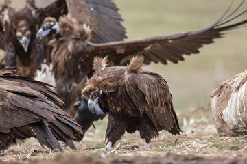 Cinereous Vulture, (Aegypius monachus) in its natural habitat. Wildlife.