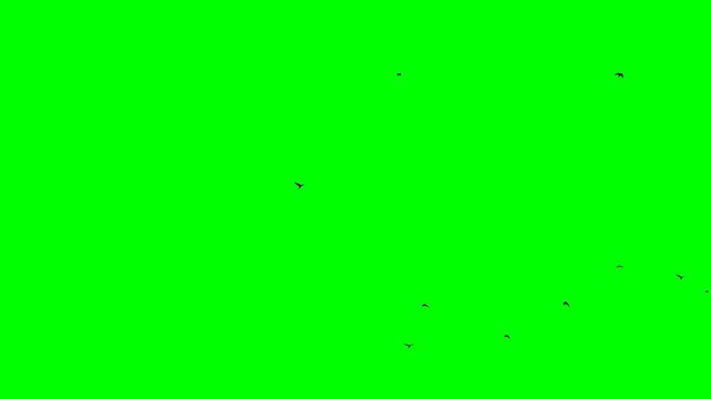 black birds fly into the frame from bottom to top and fly out isolated green screen