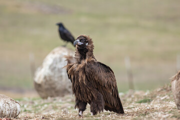 Cinereous Vulture, (Aegypius monachus) in its natural habitat. Wildlife.