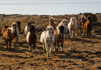 Icelandic House Herd Running On Hill Top